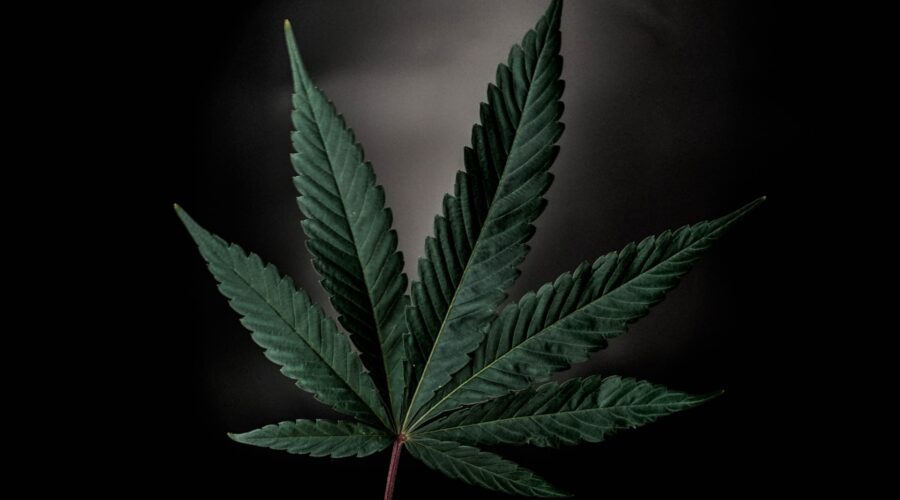 Cannabis Still Gets the Wrong Attention