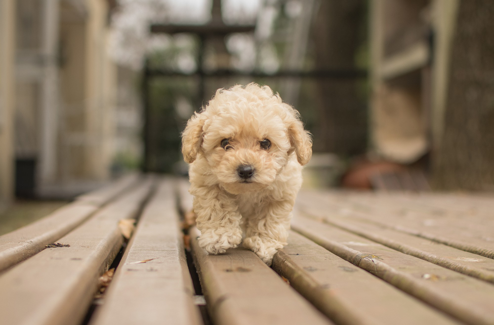 Training Doodle Puppies Effectively: A Beginner's Guide - Finding Farina