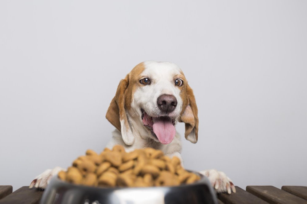 How To Choose The Right Treats For Your Dog With Allergies - Finding Farina - Food Allergies Relief Slow Feeder Bowls For Dogs With Allergies