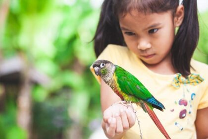 Why Exotic Pets Can Be a Great Option for People with Allergies