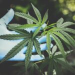Gaining Insight into the Role of Medical Cannabis in Today's Healthcare Landscape