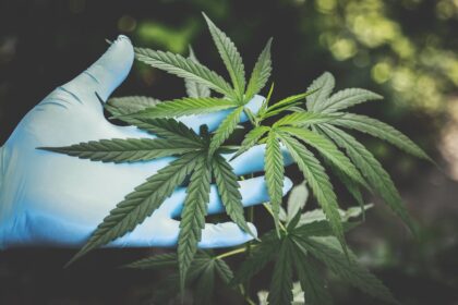 Gaining Insight into the Role of Medical Cannabis in Today's Healthcare Landscape