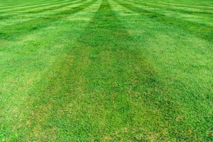 The Ultimate Guide to Choosing the Right Grass-Seeding Machine for Your Lawn