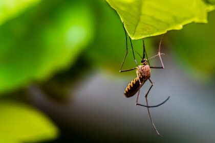 Stay Safe and Bite-Free: Essential Mosquito Control Practices