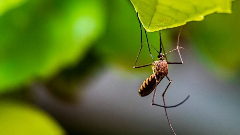 Stay Safe and Bite-Free: Essential Mosquito Control Practices